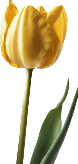 Imagem de uma tulipa